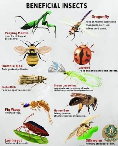 Beneficial Insects Chart